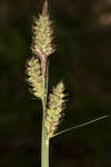 Buxbaum's sedge